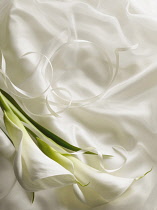 Arum lily, Zantedeschia, Overhead graphic view of two flowers with leaf laid onto silky white fabric with ribbon creating a wedding style look.