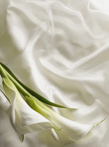 Arum lily, Zantedeschia, Overhead graphic view of two flowers with leaf laid onto silky white fabric with ribbon creating a wedding style look.