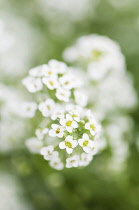 Alyssum, Alyssum,  montanum, Close view of sprigs of the tiny white flowers with yellow centres.