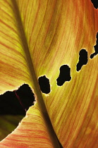 Canna lily, Canna 'Striata', Close view of orange striped leaf with holes eaten onto it from an insect or caterpiller feeding.