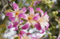 Silk Floss tree, Ceiba speciosa, Several pink tinged white flowers with prominent stigmas.