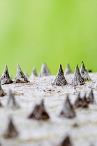 Silk Floss tree, Ceiba speciosa, Close view along trunk of tree showing large conical shaped thorns.