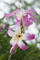 Silk Floss tree, Ceiba speciosa, Several pink tinged white flowers with prominent stigmas.