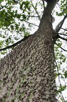 Silk Floss tree, Ceiba speciosa, View from underneath looking up the  trunk of tree showing large conical shaped thorns and branches above.