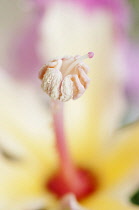 Silk Floss tree, Ceiba speciosa, Close view of stigma and stamen with flower soft focus behind.