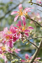 Silk Floss tree, Ceiba speciosa, Several pink tinged white flowers with prominent stigmas on bare branches.