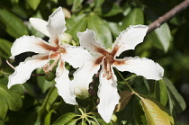 Silk Floss tree, Ceiba speciosa, Two creamy white flowers with brown centres and prominent stigmas.