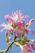 Silk Floss tree, Ceiba speciosa, Several pink tinged white flowers with prominent stigmas. Against blue sky.