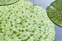 Fox Nut, Euryale ferox, Aerial view of the large leaves in a pond showing the quilted texture.