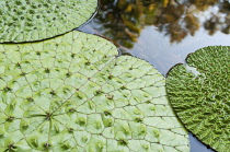 Fox Nut, Euryale ferox, Aerial view of the large leaves in a pond showing the quilted texture.