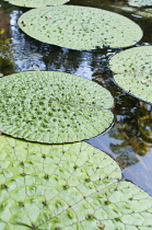 Fox Nut, Euryale ferox, View of the large leaves in a pond showing the quilted texture.