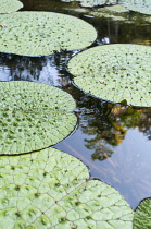 Fox Nut, Euryale ferox, View of the large leaves in a pond showing the quilted texture.