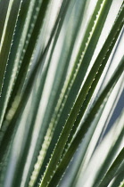 Blackdown Tableland Palm, Livistona fulva, Abstract close view of fronds showing spikey edges.