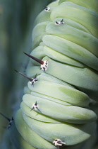 Dinosaur Back Plant, Myrtillocactus geometrizans forma cristata, Close view of spiny ribs of this unusual blue green cactus.