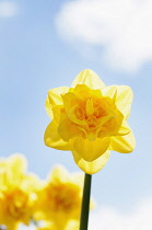 Daffodil, Narcissus 'Jack the Lad', Front view of backlit yellow coloured flowers.
