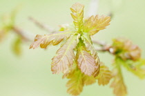 Sessile oak, Quercus petraea, Front view of a sprig of pale new spring leaves against pale green.