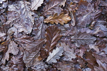 Sessile oak, Quercus petraea, Aerial view of many wet, fallen brown leaves and an acorn.