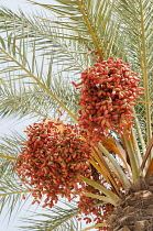 Palm, Canary Island date palm, Phoenix canariensis, Several leaf fronds and large bunches of red colour dates against pale blue sky.