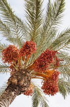 Palm, Canary Island date palm, Phoenix canariensis, Several leaf fronds and large bunches of red colour dates against pale blue sky.