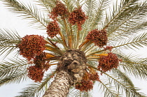 Palm, Canary Island date palm, Phoenix canariensis, Several leaf fronds and large bunches of red colour dates against pale blue sky.