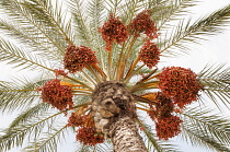 Palm, Canary Island date palm, Phoenix canariensis, Several leaf fronds and large bunches of red colour dates against pale blue sky.