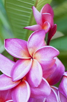 Red frangipani, Plumeria rubra 'Loretta', Close view of several pink flowers with leaves behind.