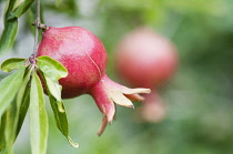 Pomegranate, Punica granatum, Close view of one red fruit forming and another behind.