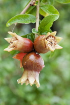 Pomegranate, Punica granatum, Close view of three flowers fading and turning into the fruits.