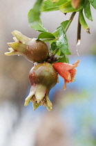 Pomegranate, Punica granatum, Close view of two flowers turning into the fruits and one orange flower, with raindrops.