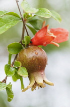 Pomegranate, Punica granatum, Close view of one flower turning into the fruit and one orange flower, with raindrops.