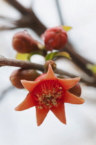 Pomegranate, Punica granatum, Close view of one orange flower showing stamen inside.