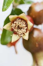 Pomegranate, Punica granatum, Close view of  flowers turning into the fruits, one facing front showing fading stamens inside with raindrops.