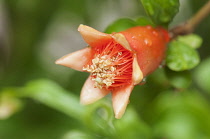 Pomegranate, Punica granatum, Close view of one orange flower showing stamen inside.