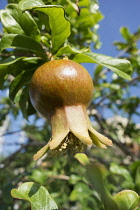 Pomegranate, Punica granatum, Close view of one fruit forming with leaves In sunshine against blue sky.