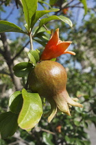 Pomegranate, Punica granatum, Close view of one flower turning into the fruit and one orange flower.