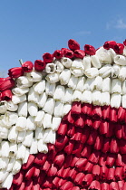 Masses of red and white fake synthetic red tulip heads creating a pattern against blue sky.