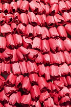 Masses of red fake synthetic red tulip heads creating a pattern.