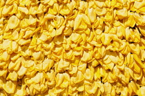 Tulip, Tulipa, Masses of yellow petals creating a pattern.