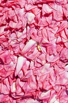 Tulip, Tulipa, Masses of fading petals creating a patter