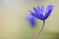 Winter windflower, Anemone blanda 'Blue Shades', Side view of delicate blue daisy flower partially open, with another behind.