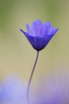 Winter windflower, Anemone blanda 'Blue Shades', Side view of delicate blue daisy flower partially open rising up from soft focus blue area. Soft misty light.
