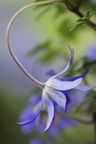 Winter windflower, Anemone blanda 'Blue Shades', Side view of delicate blue daisy flower fully open, its curved stem bent over so its facing downwards.