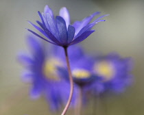 Winter windflower, Anemone blanda 'Blue Shades', Side view of delicate blue daisy flower partially open, with others behind.