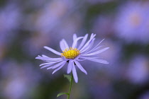 Michaelmas daisy , Aster x frikartii 'Monch', Close side view of one mauve flower with bright yellow stamens against others soft focus behind.