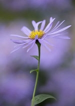 Michaelmas daisy , Aster x frikartii 'Monch', Close side view of one mauve flower with bright yellow stamens against others soft focus behind.