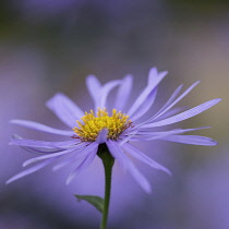 Michaelmas daisy , Aster x frikartii 'Monch', Close side view of one mauve flower with bright yellow stamens against others soft focus behind.