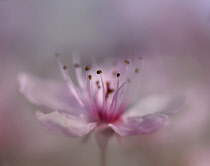 Apple, Malus domestica, Very close side view of one pale pink flower showing stamens in selective focus and petals soft focus merging into softness of background.