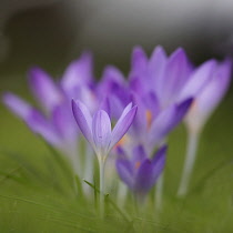 Crocus tommasinianus 'Barr's purple', Close side view of several, one picked out in sharp focus.