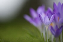 Crocus tommasinianus 'Barr's purple', Close side view of several to right hand side of frame, one picked out in sharp focus.