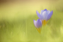 Snow crocus, Crocus chrysanthus 'Blue Pearl', Side view of one partly open pale mauve flower with yellow base, with another smaller one beside it, rising out of soft focus grass background.